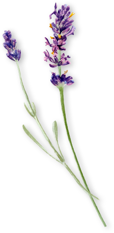 ラベンダーのイラスト