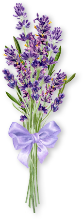 ラベンダーのイラスト