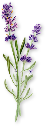 ラベンダーのイラスト