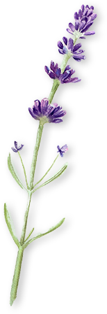 ラベンダーのイラスト